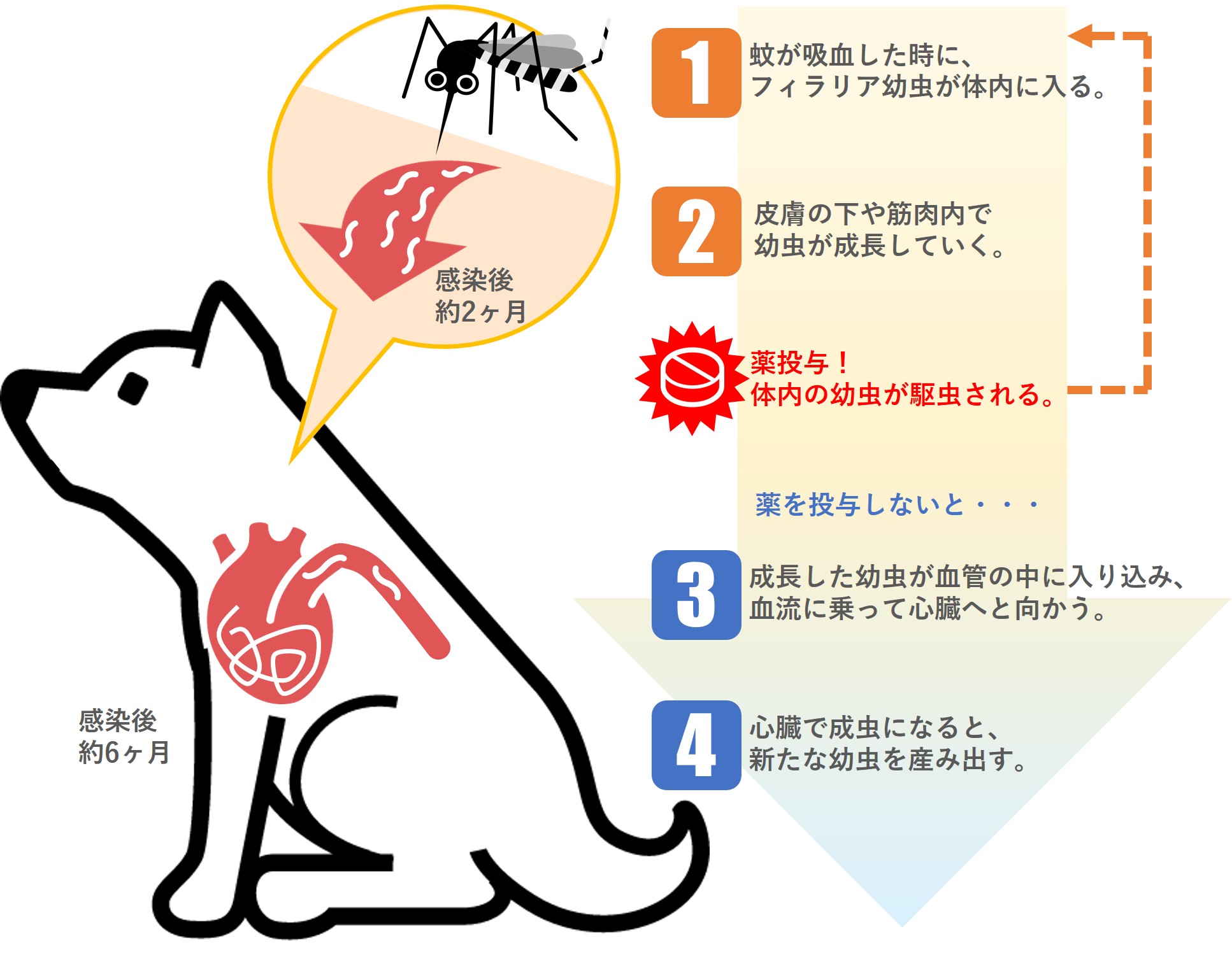 フィラリア予防の仕組み