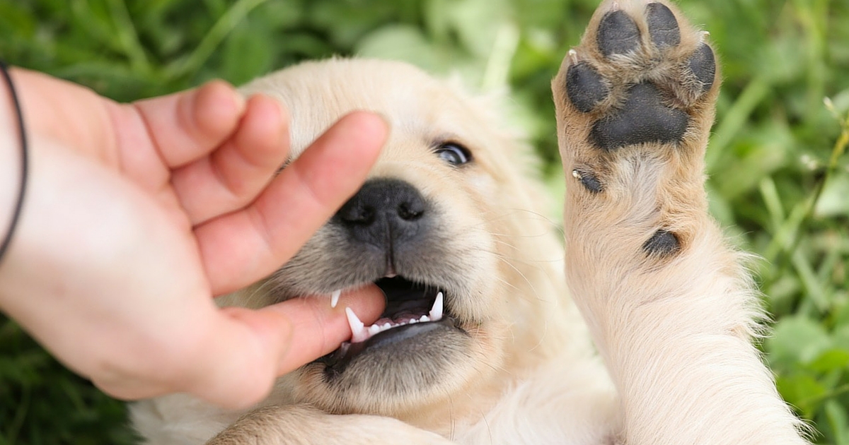 指を噛む子犬