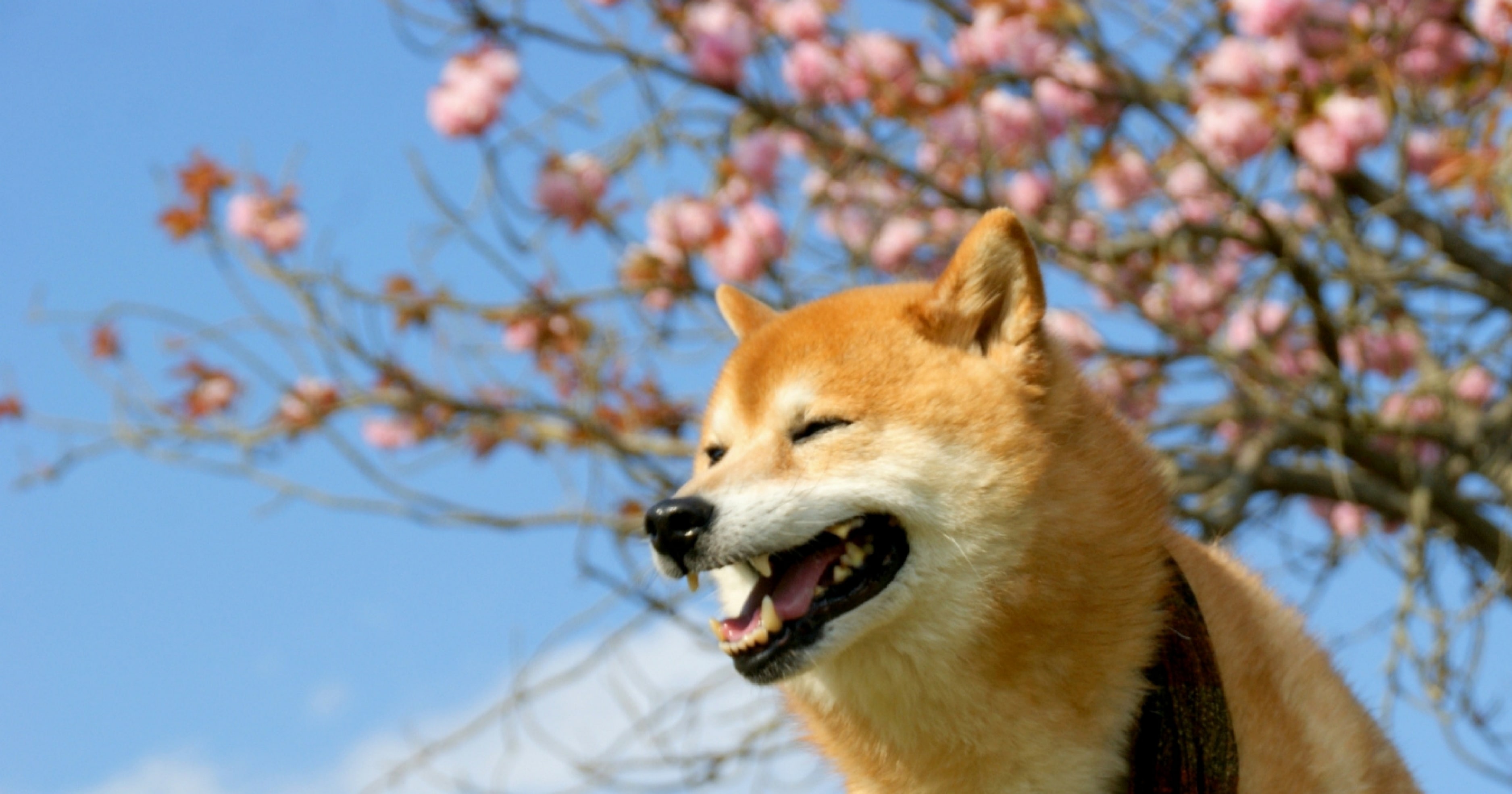 桜と柴犬